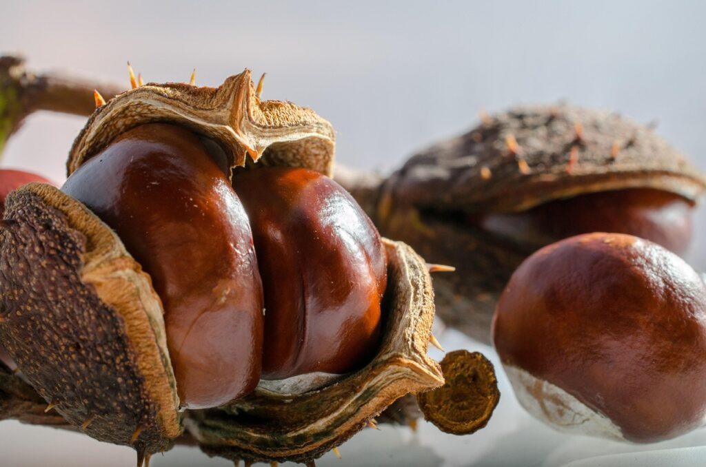 I cani possono mangiare le castagne: la risposta del veterinario e le dosi sicure